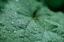 Closeup Of Raindrops On Grape Leaves
