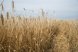 Wheat golden field.