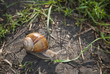 Big snail creeping on a ground.