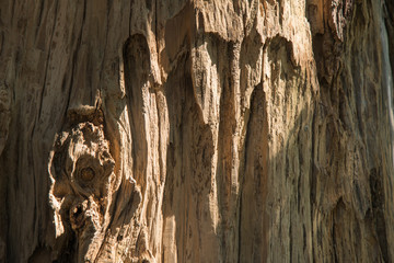 closeup of tree surface