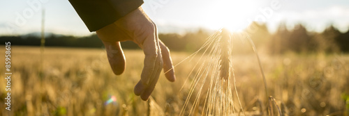 Cuadros en Lienzo Man touching an ear of wheat at sunrise