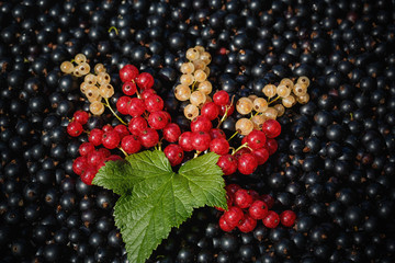 Wall Mural - red and white or yellow currant on the raw black currant background