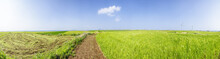 Panorama Landscape Of Green Barley Field And Horizon