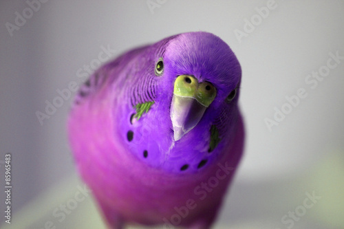 lavender parakeet