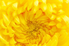 Yellow Chrysanthemum Close-up