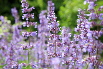 Catnip flowers (Nepeta ) in country rustic garden.