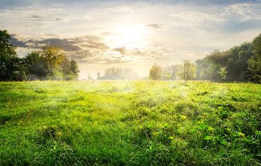 Wall Mural - green meadow at sunrise