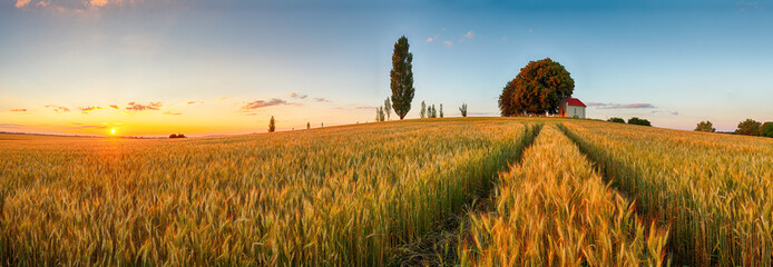 Poster - Summer wheat field panorama countryside, Agriculture