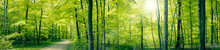 Green Forest Panorama Landscape