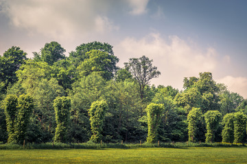 Wall Mural - Trees on a row on a field