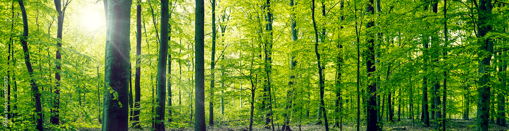 Beech forest panorama landscape - obrazy, fototapety, plakaty 
