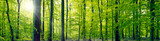Fototapeta Las - Beech forest panorama landscape