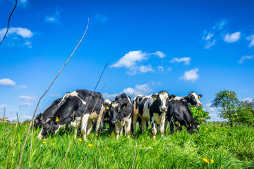 Wall Mural - Cows in the summertime