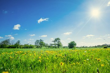 Wall Mural - Countryside field with dandelions