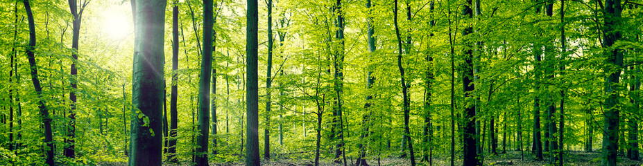 beech forest panorama landscape