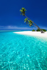 Wall Mural - beach on a tropical island with palm trees overhanging lagoon