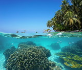 Fototapeta Do akwarium - Over under sea tropical shore and coral underwater