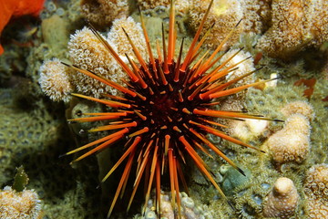 Wall Mural - Live specimen of Caribbean reef urchin underwater