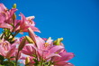 Розовые лилии на фоне голубого неба.