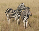 Fototapeta Konie - Zebras in the savanna