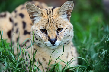 Canvas Print - Serval Wild Cat