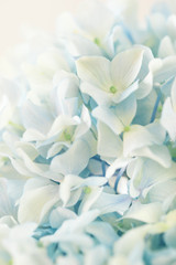 blue hydrangea flower with color effect