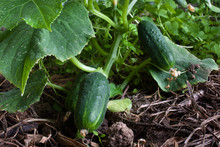 Growing Cucumbers In The Garden