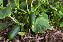 Growing Cucumbers In The Hothouse