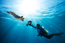 Diver Takes Photo Of Sea Turtle In The Blue Ocean