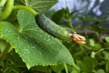 Wall Mural - growing cucumber in the garden