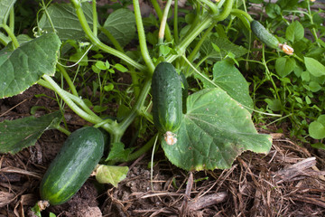 Wall Mural - growing cucumbers in the hothouse