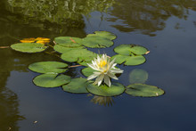 White Water Lily On Top Of A Koi Pond In Southern California