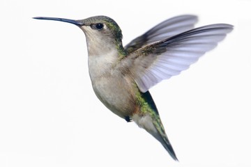 Sticker - Isolated Ruby-throated Hummingbird
