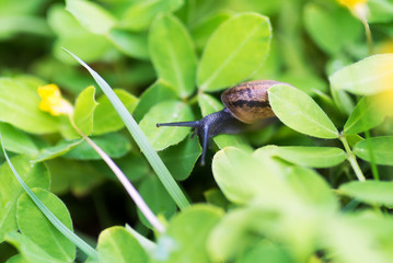 Snail on leaf in garden green grass .