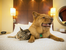 Cat And Dog Together In Hotel Bedroom