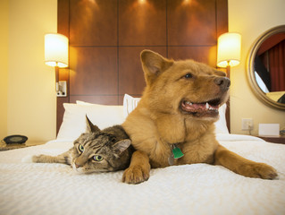 Cat and Dog together in hotel bedroom