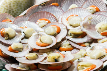 scallop shell on ice