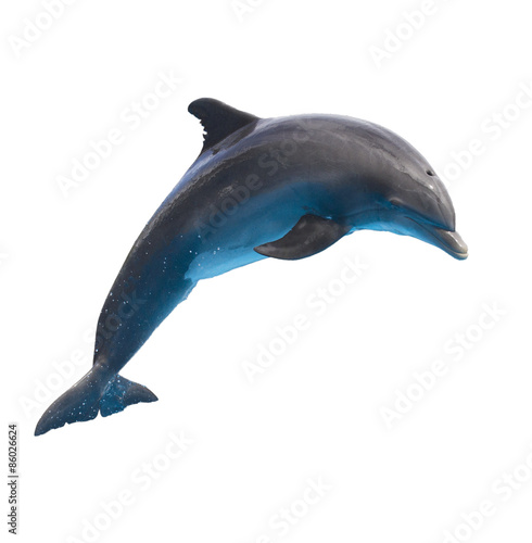 Zdjęcie XXL skaczący delfin na białym