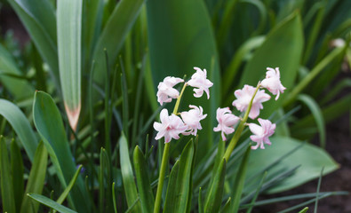 Wall Mural - white hyacinths in the garden