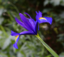 Purple Iris Flower On Green Background
