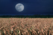 Moonrise over corn field