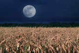 Fototapeta Dmuchawce - Moonrise over corn field