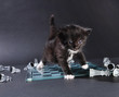 kitten on glass chess board with pieces