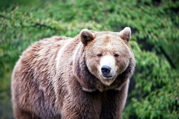 walking brown bear