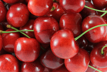 Wall Mural - Cherry (sweet cherry - red)