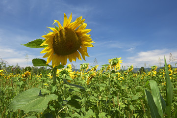 Canvas Print - girasole