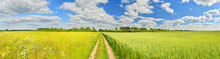 Panorama Of A Country Road And Summer Fields