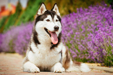 Portrait Of A Dog Breed Siberian Husky. The Dog On The Background Of Blooming Lavender.