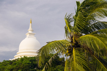 Top of Palm tree, Japanese peace pagoda on background, Unawatuna Sri Lanka