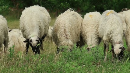 Canvas Print - Sheep grazing on lush grass 